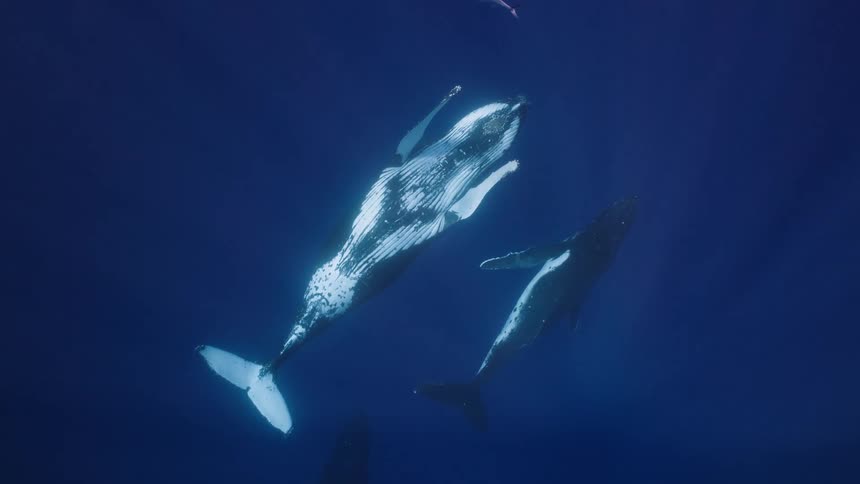 Two whales swim side by side in deep water