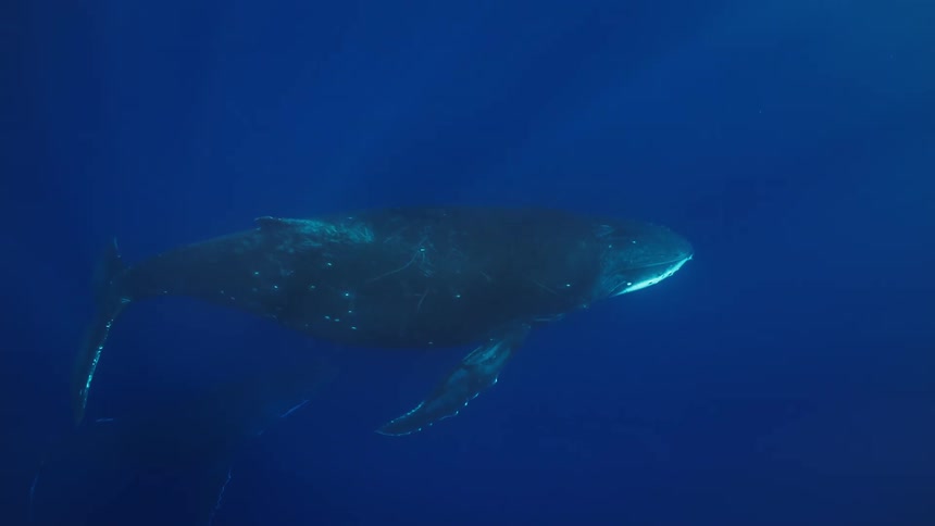Adult whale swims accompanied by a calf in deep water