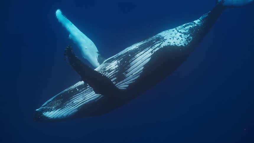 A large humpback whale swims slowly through deep blue water while rays of sunlight filter down from the surface