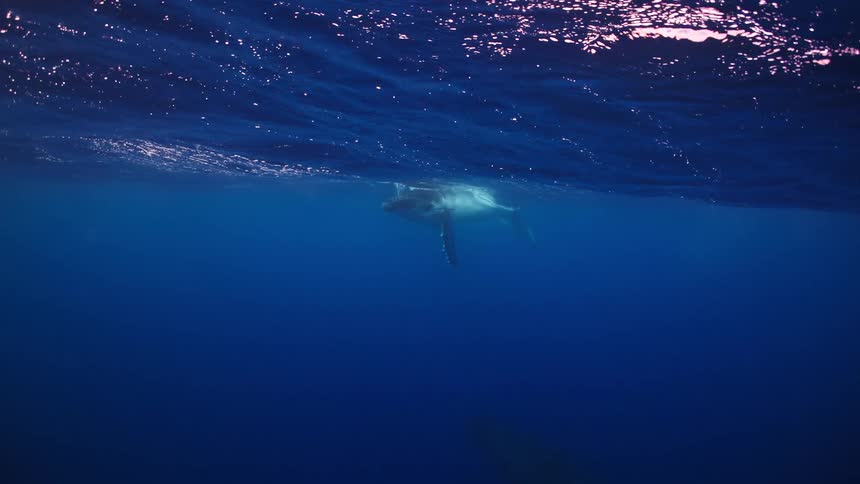 Whale swims near the surface in deep blue sea