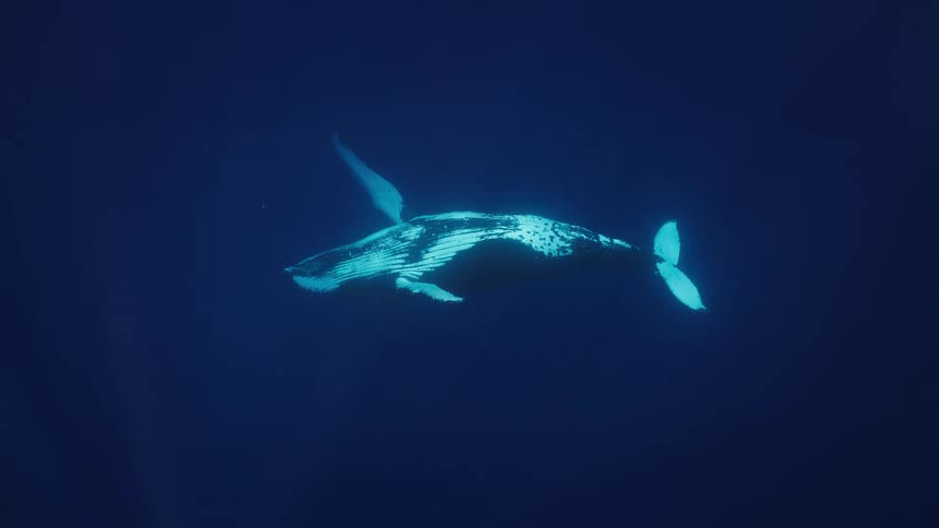 A humpback whale swims horizontally through deep blue water