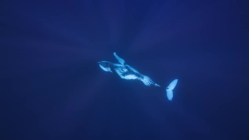 A view from above of a large humpback whale swimming slowly through deep blue water while rays of sunlight shine down from the surface