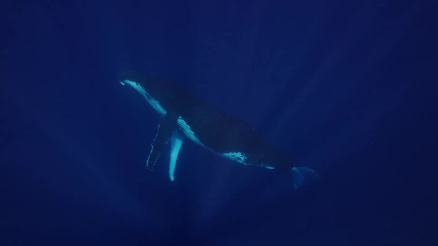 A humpback whale swims through deep blue water while rays of sunlight filter down from the surface