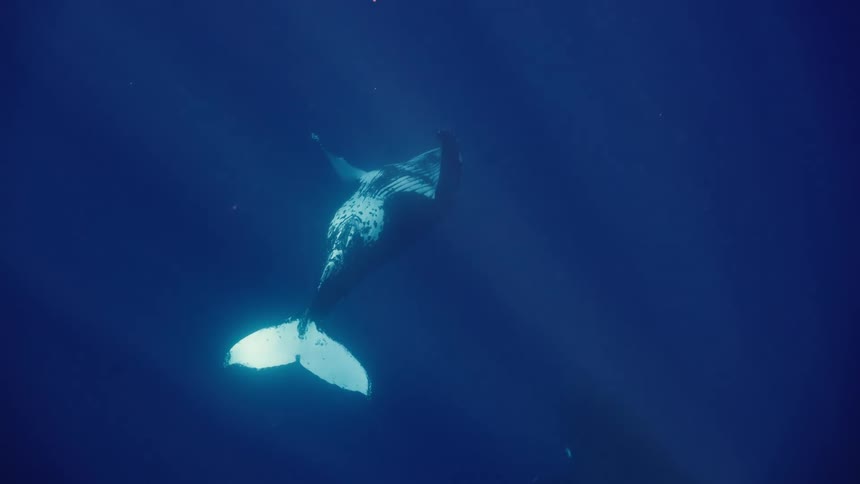 A humpback whale swims underwater in the ocean
