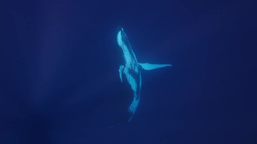 Whale swims in a tilted position in deep water