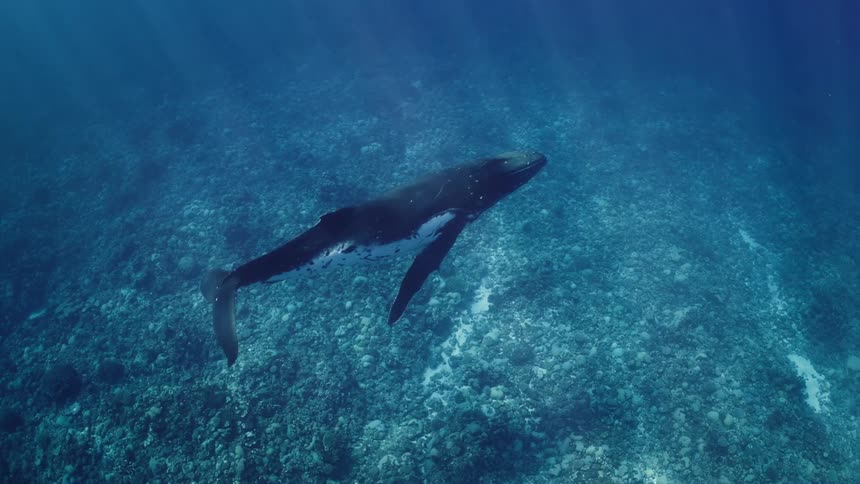 A whale swimming in the ocean