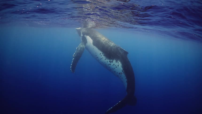A humpback whale swims underwater before rising to the ocean surface