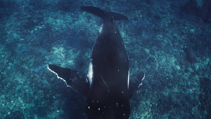 Whale swims over a rocky seabed in clear water