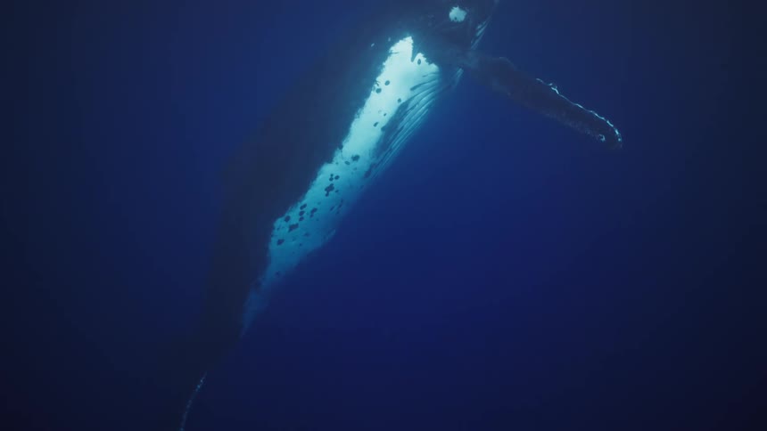 A majestic humpback whale slowly swims and surfaces in deep blue ocean
