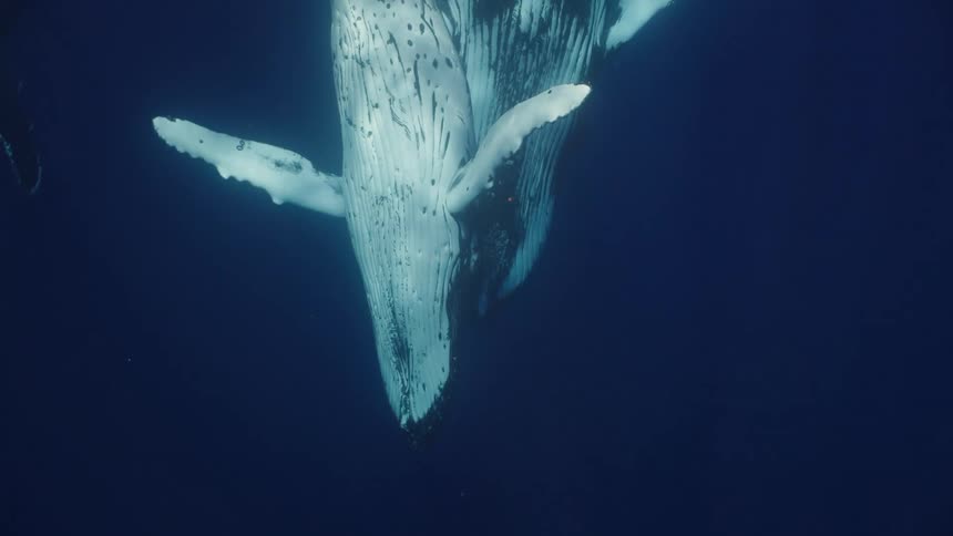 Two large whales floating close together underwater orient themselves upside down