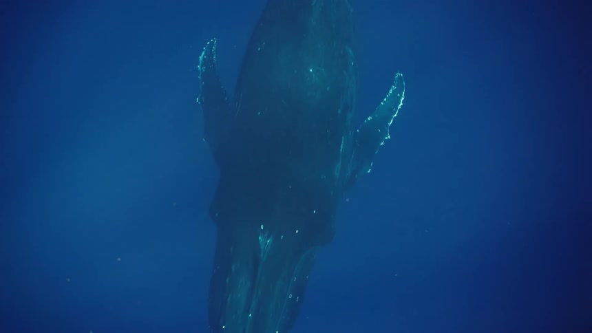 Whale descends in deep waters with its body illuminated by filtered light