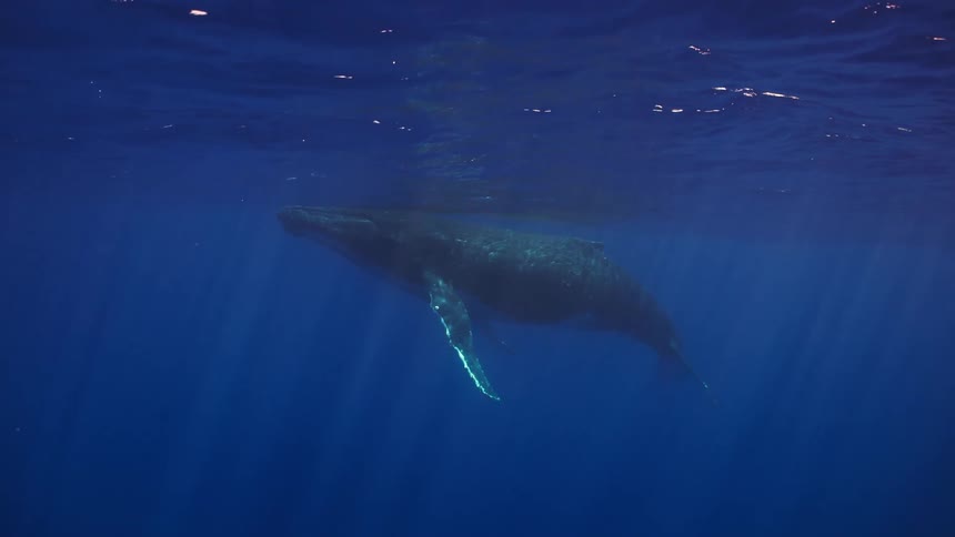 Whale swims just below the surface in deep blue sea