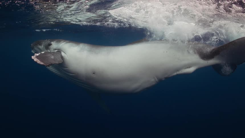 White bellied whale swims near the surface during the daytime