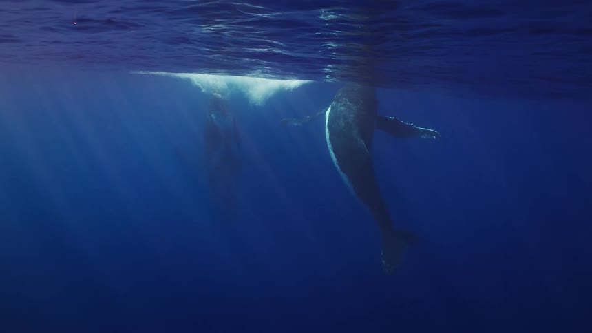 Whales swim towards the surface during the daytime