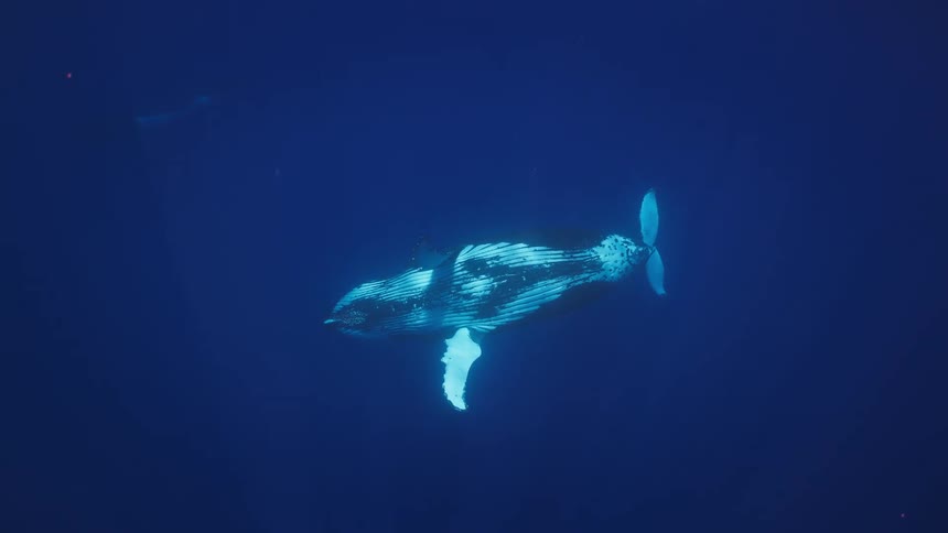 A large humpback whale swims slowly through deep blue water while sunlight from the surface reflects off its back and fins