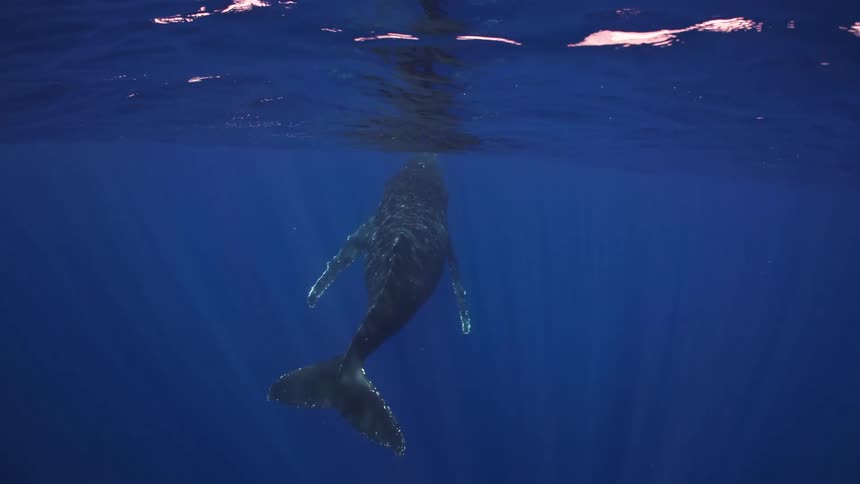 A humpback whale swims from the deep blue toward the glowing surface of the ocean while light rays pierce through the water around its large body