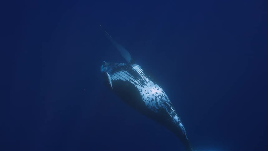 Whale swims in deep water with illuminated fins