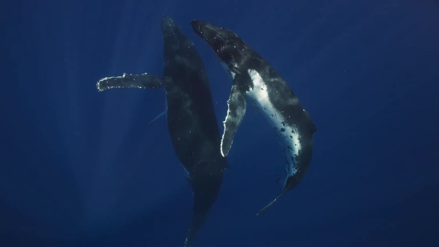 Two humpback whales swim vertically in the clear blue deep ocean