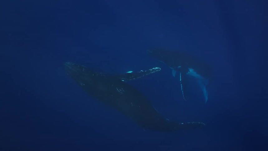 Two large humpback whales swim slowly through deep blue water while rays of sunlight filter down from the surface