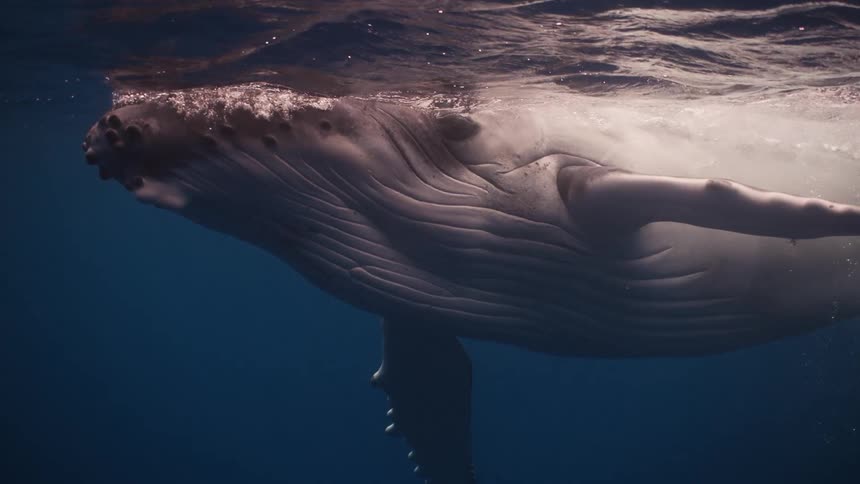 A close view of a large humpback whale swimming near the surface of the ocean with sunlight reflecting off its white throat and side fin as it moves through the blue water
