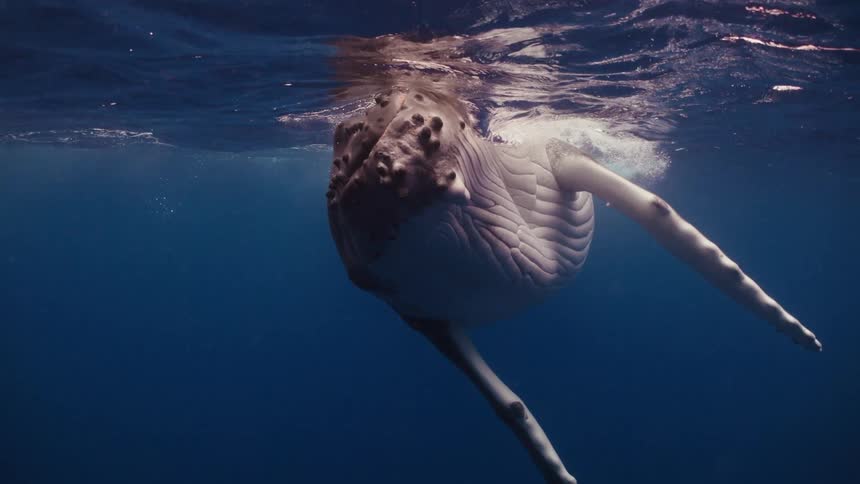 Large white bellied whale swims near the surface of the ocean during the day