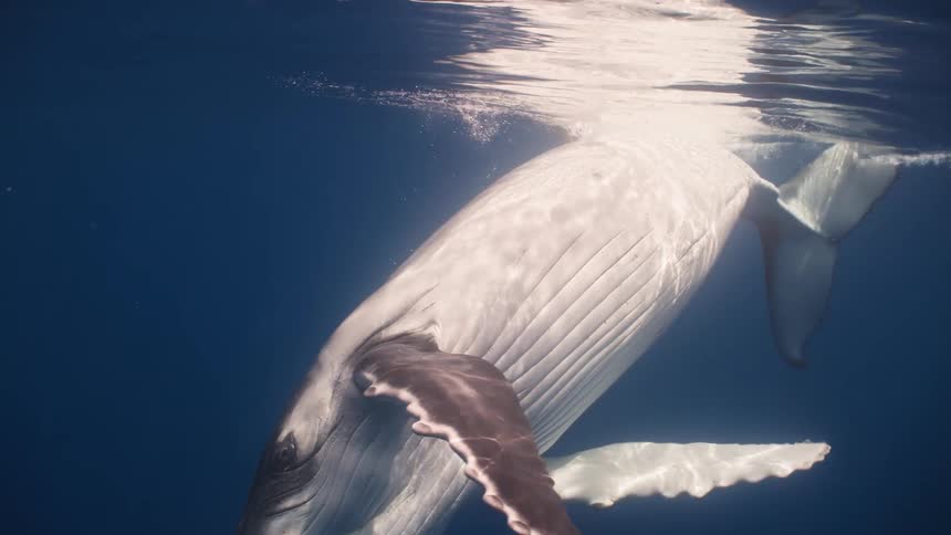 A large humpback whale swims near the surface of blue water with sunlight reflecting off its white belly and large tail fin