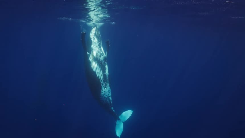 A large humpback whale swims vertically through deep blue water toward the bright surface where it begins to breach as sunlight filters down in long rays creating a serene underwater scene of a massive marine mammal in its natural habitat