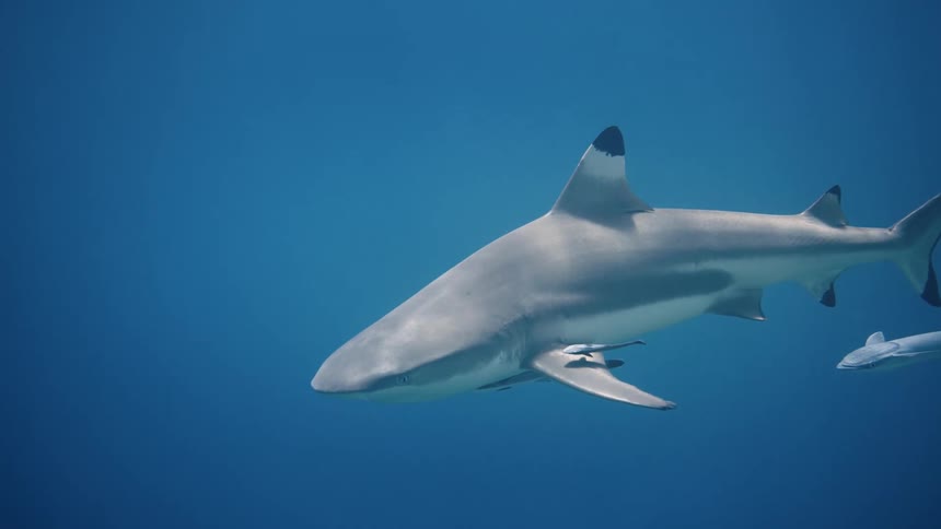 Shark swims in clear water accompanied by a smaller fish