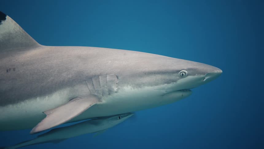 A grey shark with a dark tip on its dorsal fin swims through deep blue water while a smaller fish travels closely underneath its body