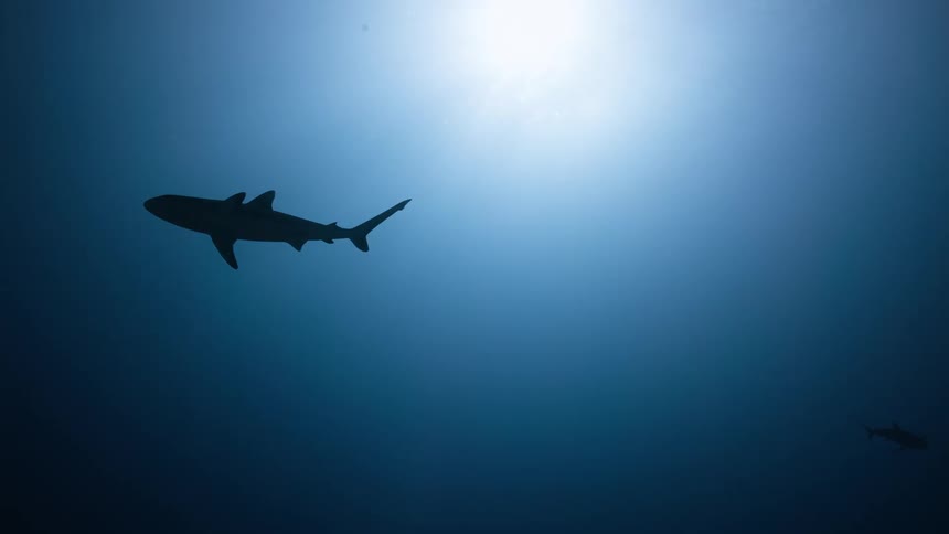 A shark swimming in the ocean
