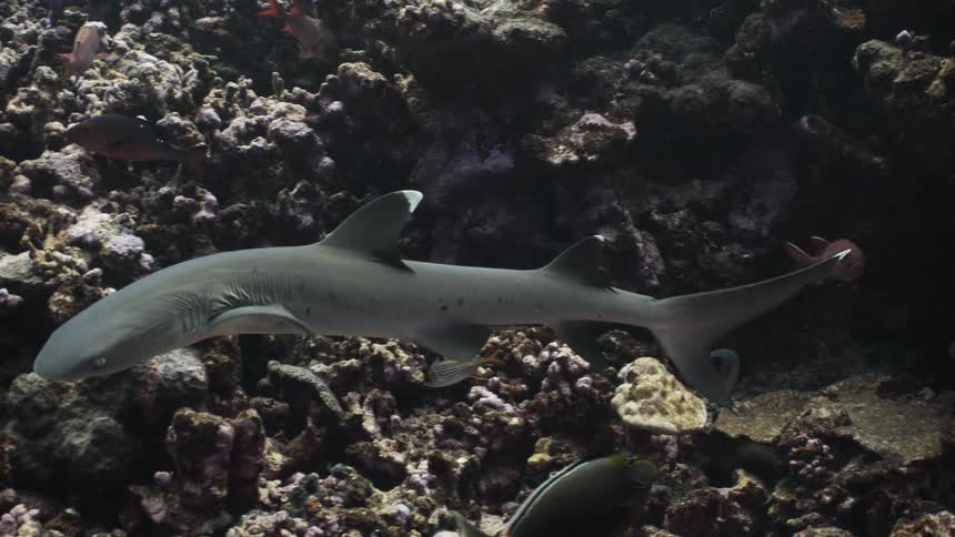 A shark swimming near the ocean floor among other fish