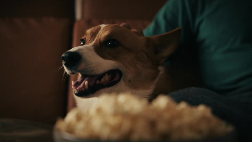 A close view of a corgi sitting on a couch next to a man who gently pets its head in a dimly lit room with a bowl of popcorn in the foreground