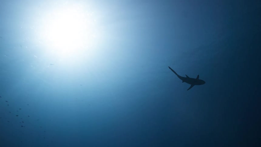 A dark shark swims across clear blue water while the bright sun shines from above creating a silhouette against the light