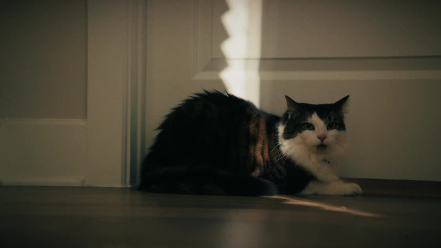 A fluffy cat with black and white fur sits on a wooden floor in a dimly lit room and meows while a narrow beam of light shines on its back