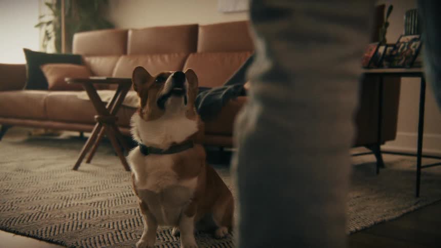 Small dog sitting on patterned rug looking at person in living room with leather sofa and side table