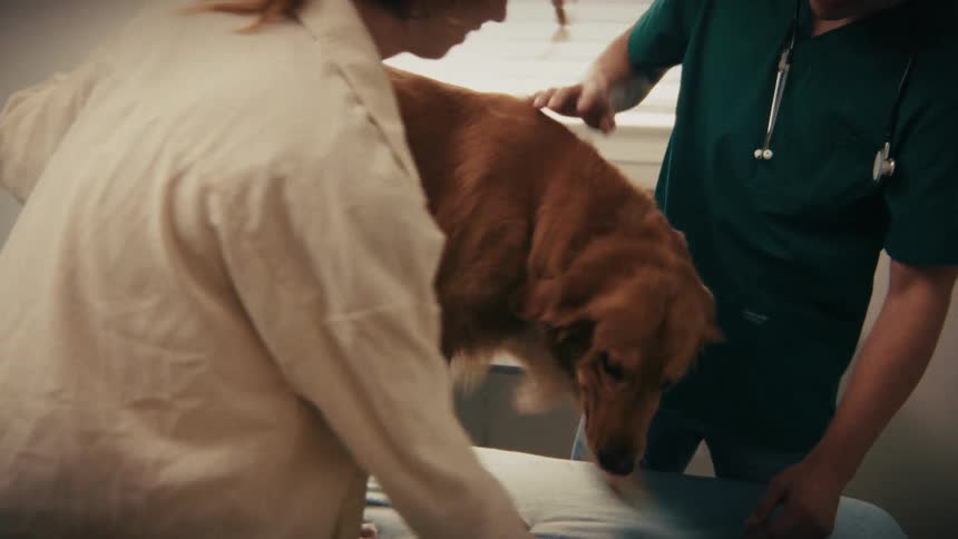A woman and a veterinarian help a golden retriever sit down on a blue padded examination table inside a bright clinic for a medical checkup while the doctor places his hand on the dog to calm it