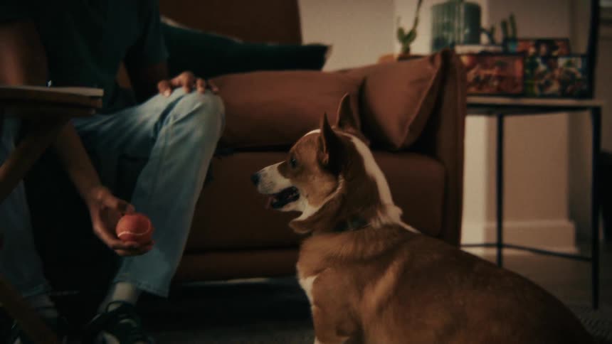 Person playing ball with dog