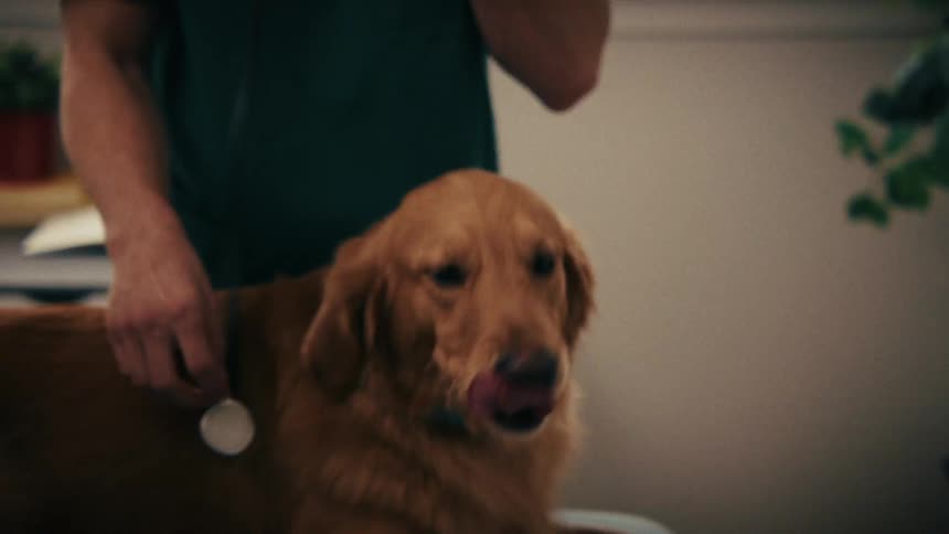 A golden retriever with its tongue out sits on an exam table while a vet in green scrubs and a woman pet its fur in a clinic