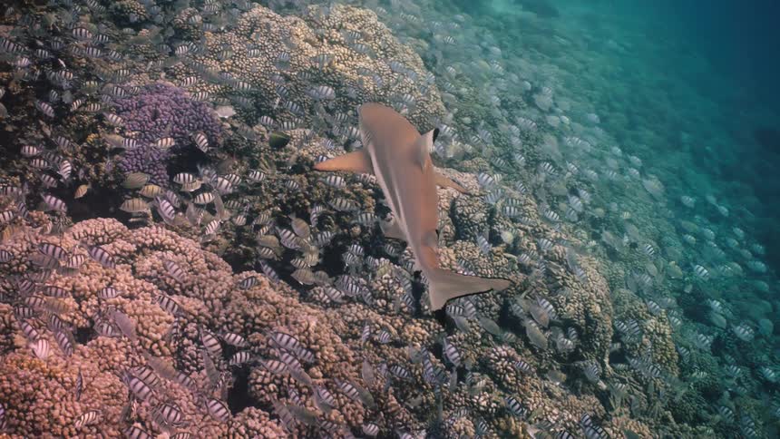 A shark swimming in the ocean