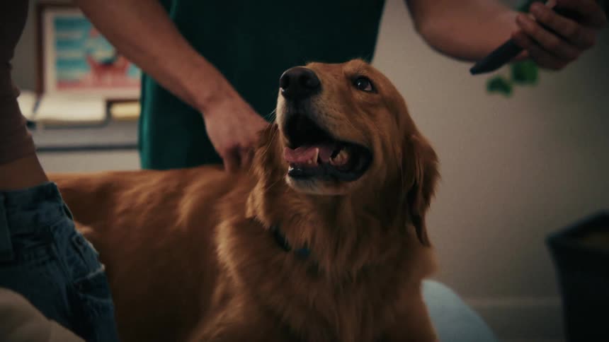 Golden retriever sitting on blue surface being examined by veterinary professional with stethoscope