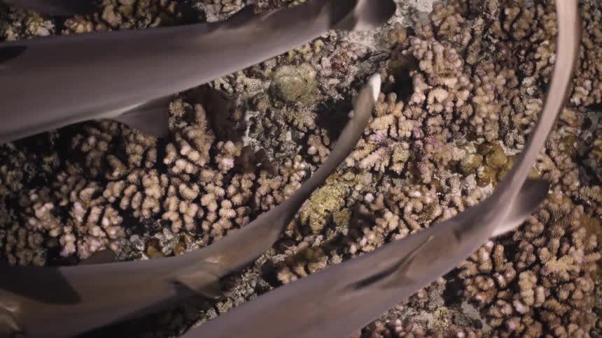 A view from above as several sharks swim over a textured coral reef in shallow water during the night