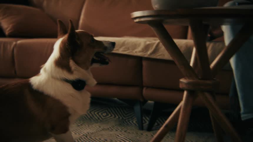 A corgi with a black collar plays with a man in a living room and catches a red ball in its mouth near a wooden side table with a bowl of popcorn