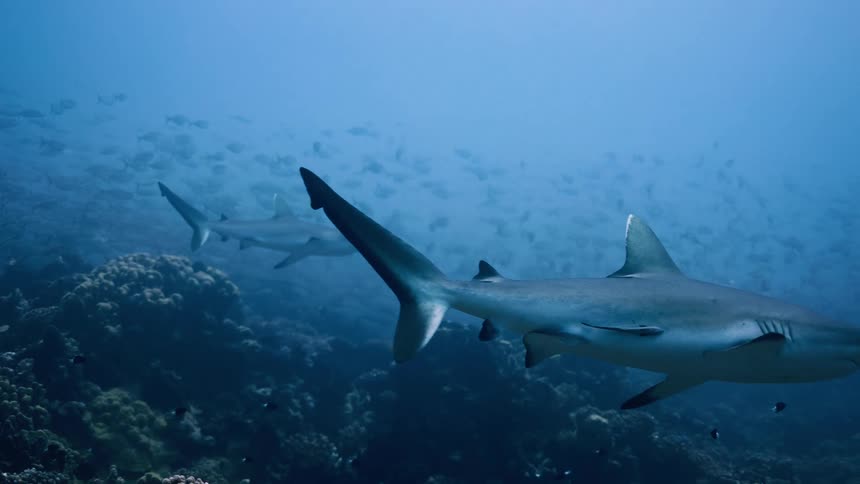 Two sharks swimming above coral reef in deep waters