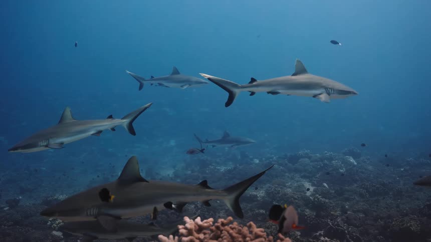 Sharks and fish swim over the seabed