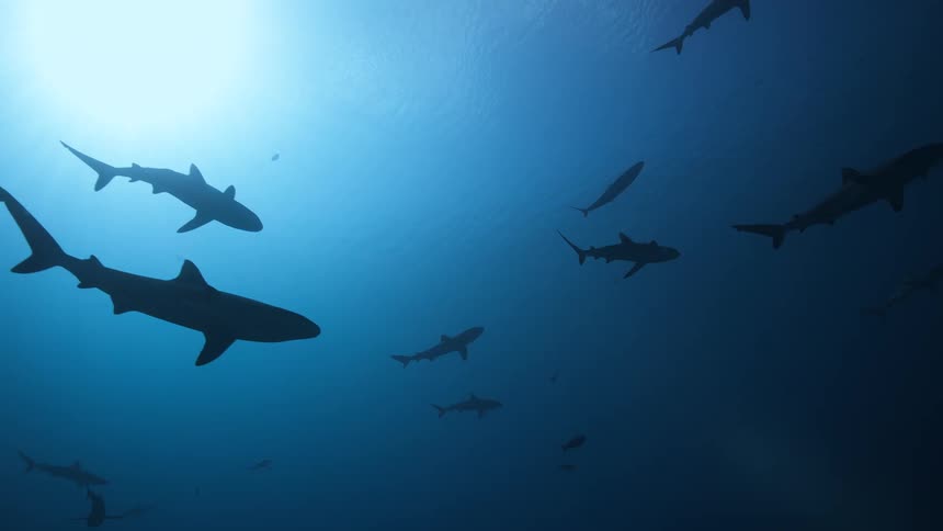 Silhouetted sharks glide through deep blue water as sunlight pierces the surface from above illuminating a small school of fish while the predators drift gracefully through the tranquil vast expanse of the open ocean