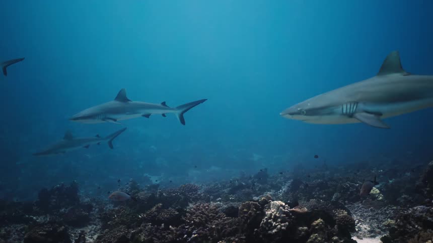 Several grey sharks swim through deep blue water over a dark rocky reef