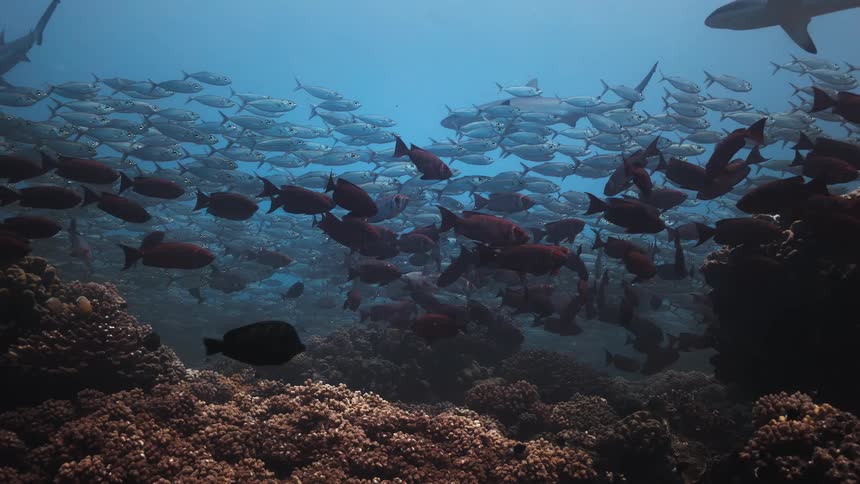 Thousands of shimmering silver and dark fish swarm over a vibrant coral reef as several sharks patrol the background creating a dense and layered underwater scene teeming with marine life