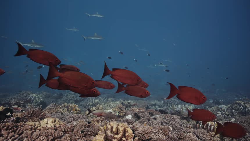 School of fish swimming over the seabed