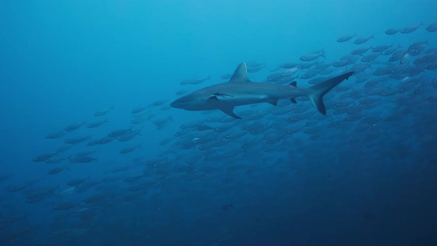 Shark swims beneath a school of fish in deep water