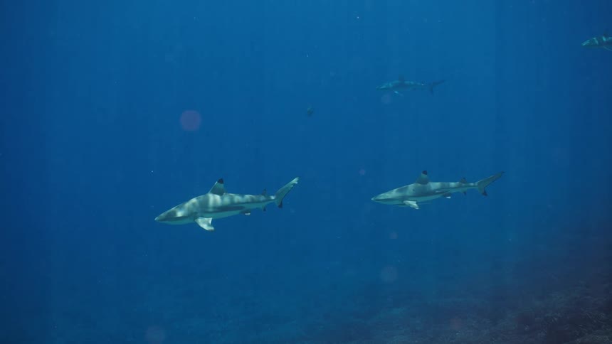 Some sharks swimming in the ocean